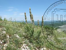 Асфоделина крымская 005